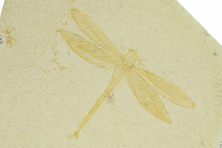 Detailed Fossil Dragonfly - Solnhofen Limestone #280458